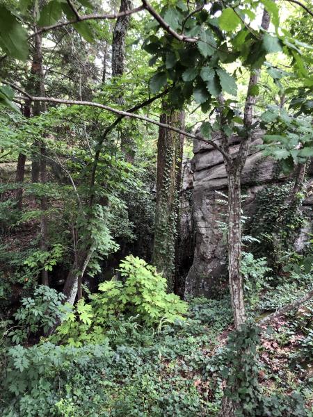 Trees of Rock City Garden