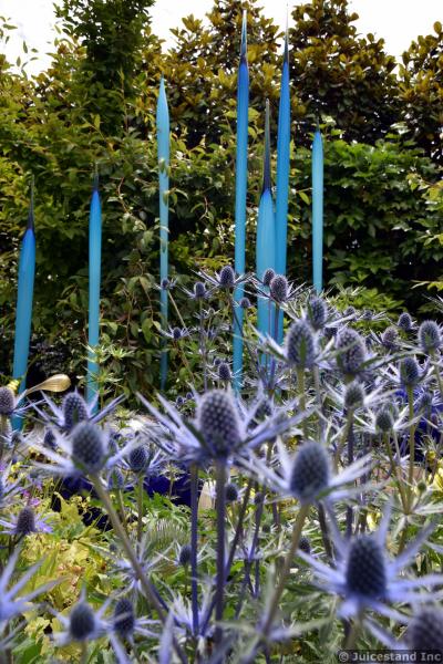 Alpine Sea Holly Flowers in Front of Turquoise Glass Spike Sculptures re-focus