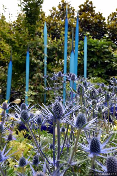 Alpine Sea Holly Flowers in Front of Turquoise Glass Spike Sculptures