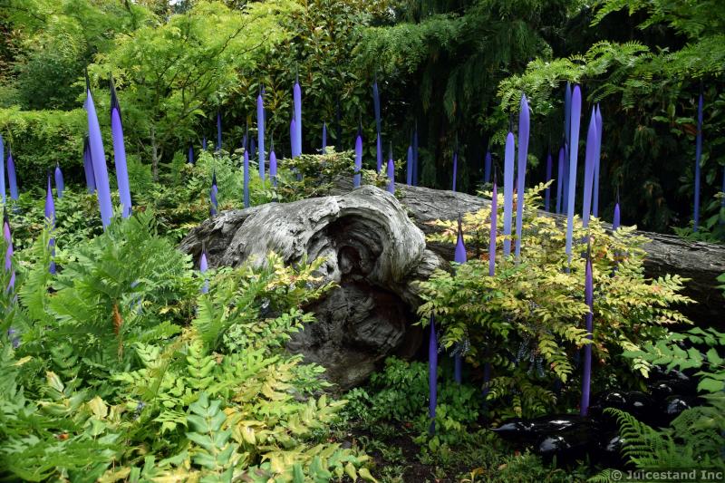 Lavender Glass Spike Sculptures at Chihuly Garden