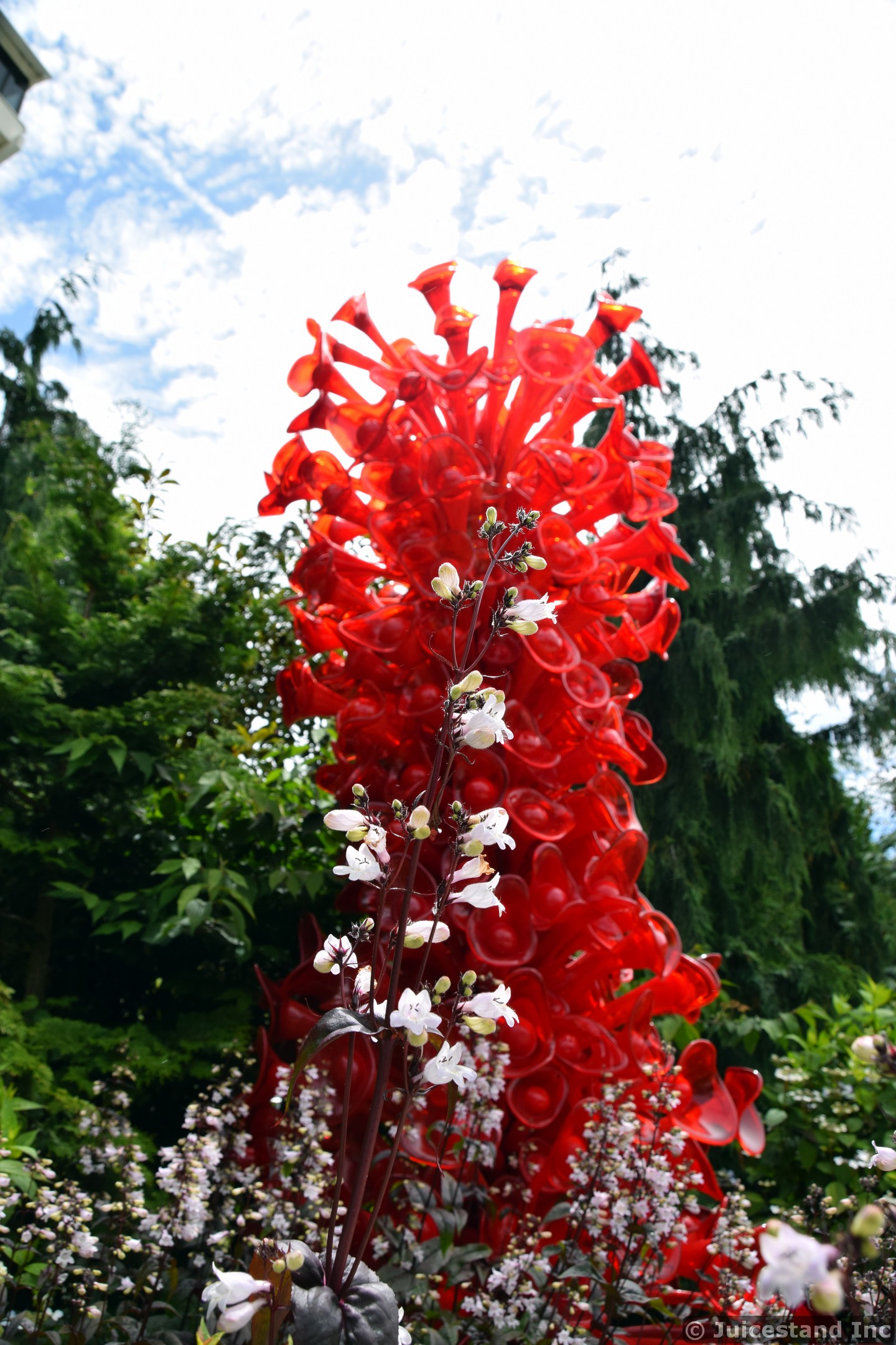 Moth Orchid in Front of Red Glass Sculpture