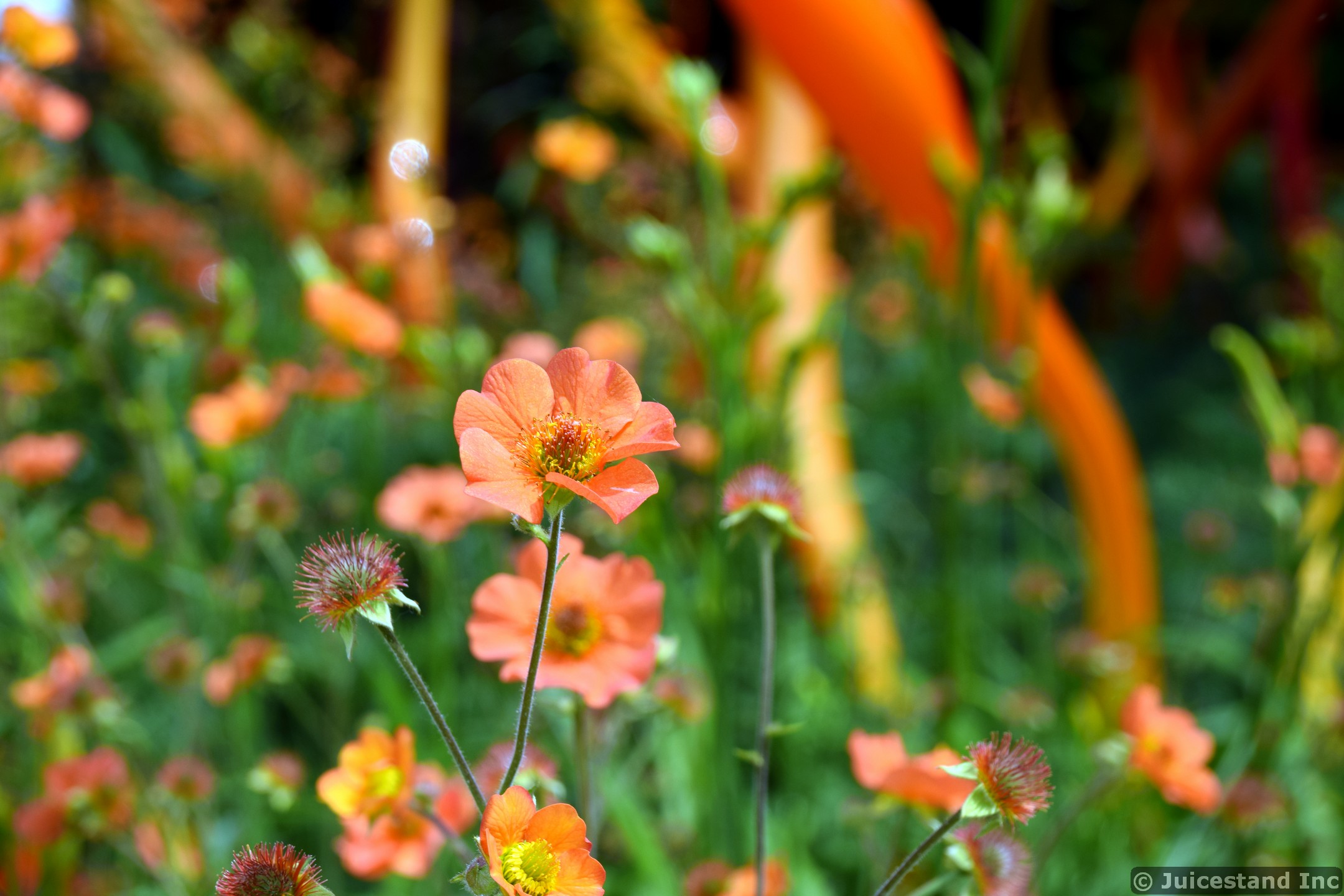 Sulfur cosmos aka Cosmos sulphureus Flowers at Chihuly Garden