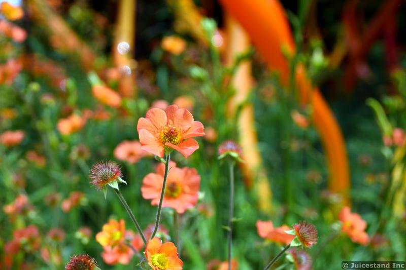 Sulfur cosmos aka Cosmos sulphureus Flowers at Chihuly Garden