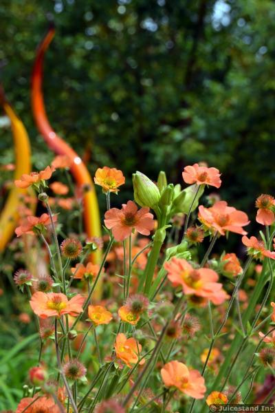 Sulfur Cosmos Flowers at Chihuly Garden