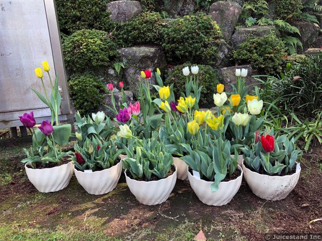 7 Flower Containers with Colorful Tulips
