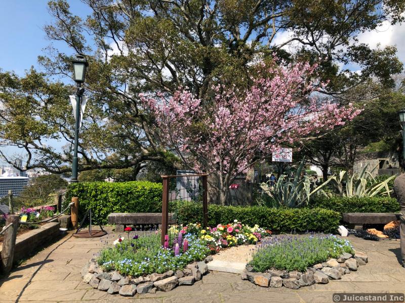 Cherry Blossom Tree Looms Over Colorful Garden