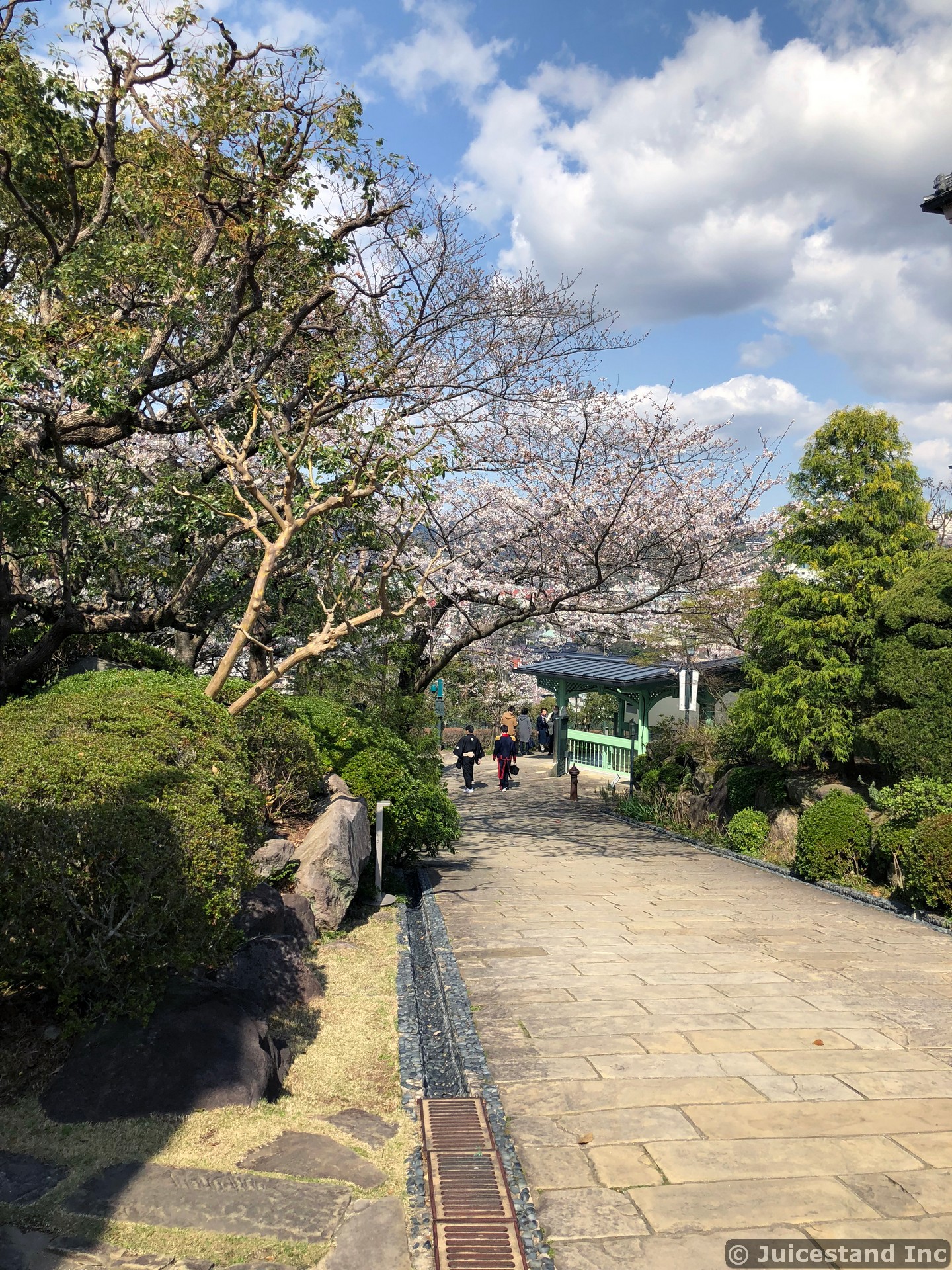 Cherry Blossom Tree-lined Walkway