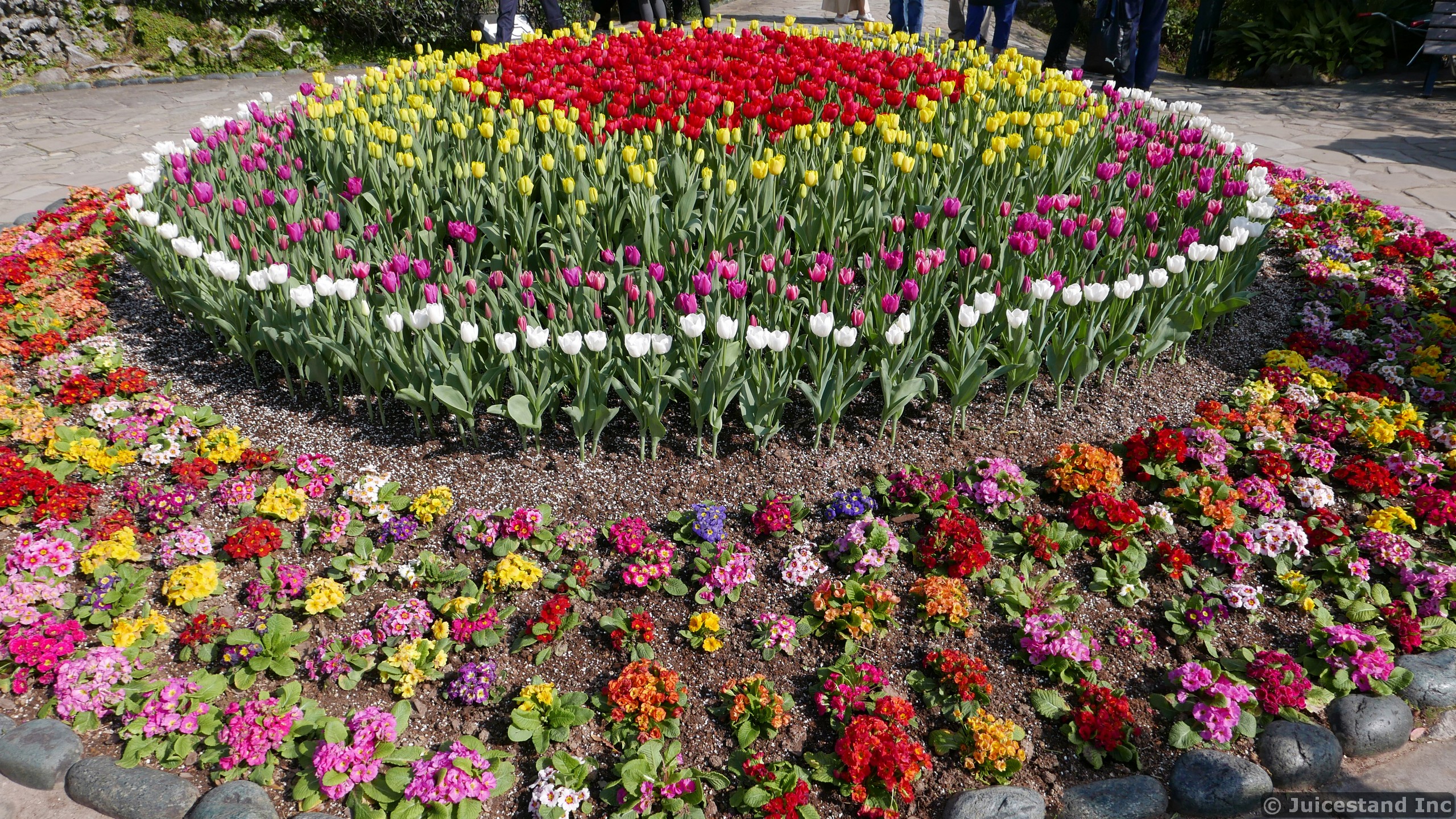 Circular Tulip Garden