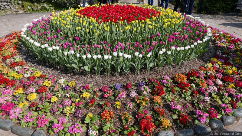Circular Tulip Garden