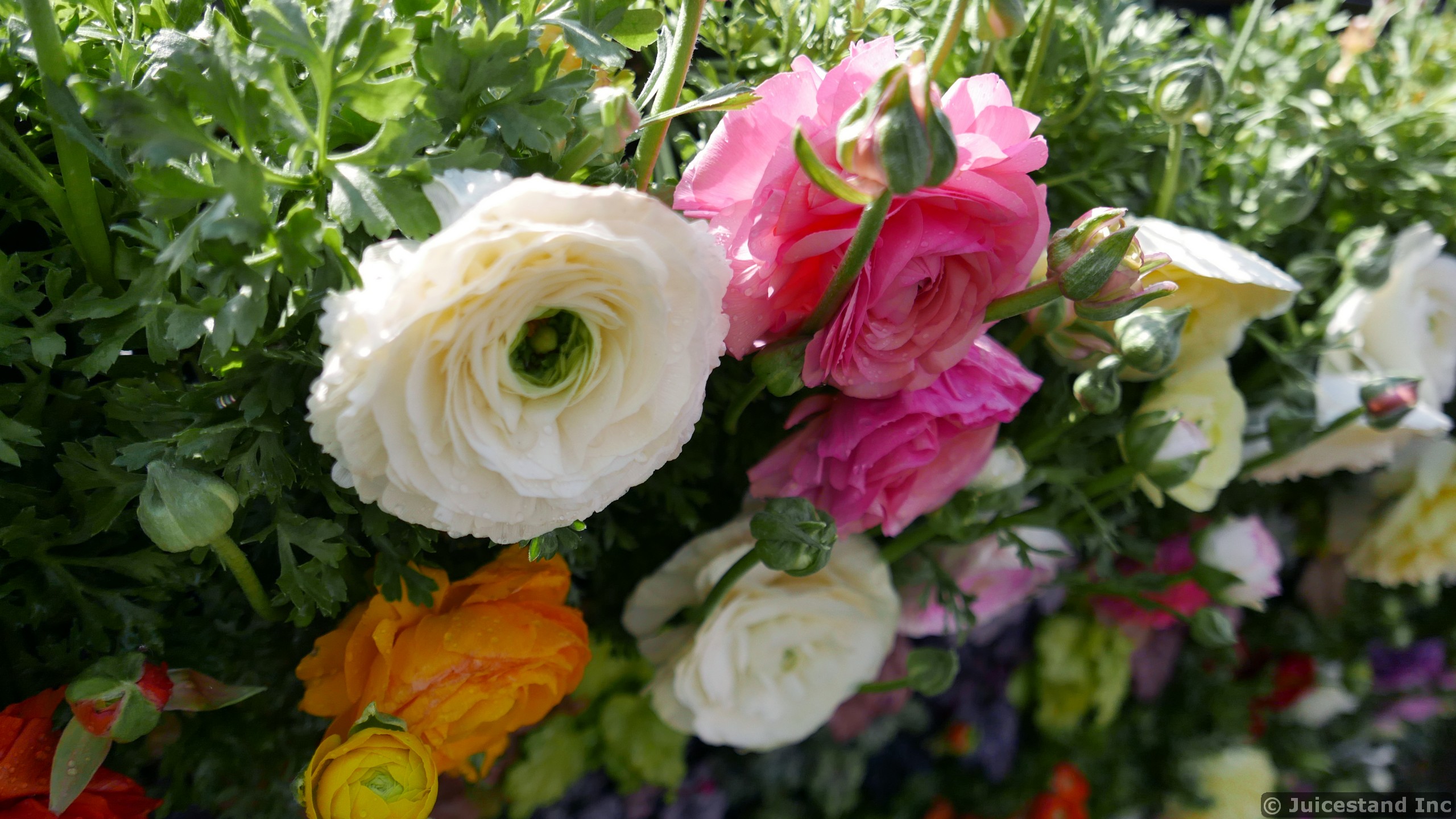 Close Up View of Garden Roses in White and Pink