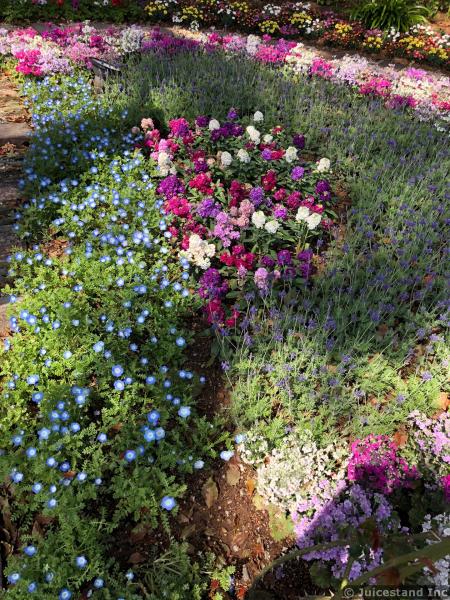 Colorful Flower Garden at Glover Garden