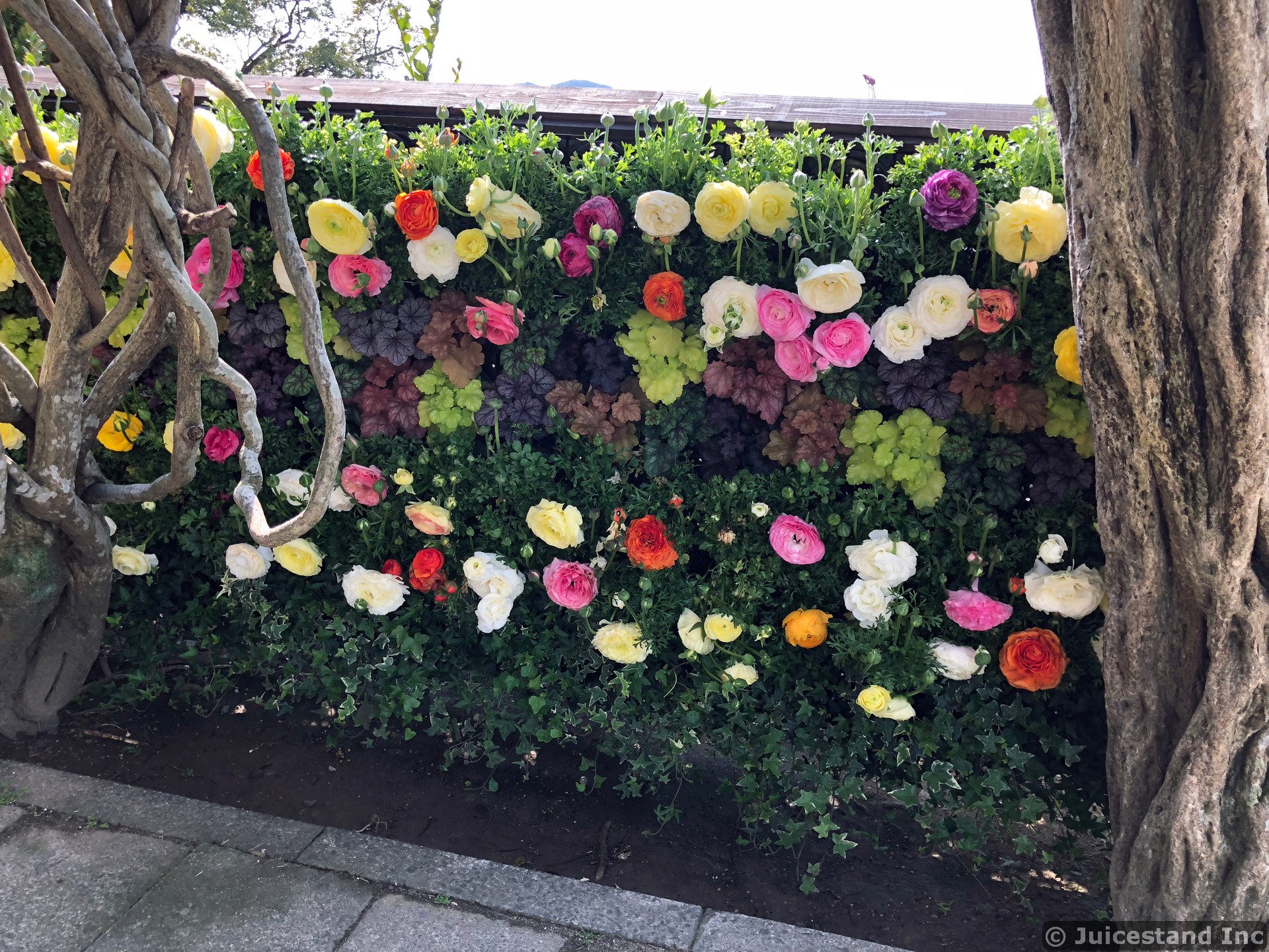 Colorful Giant Roses on Wall