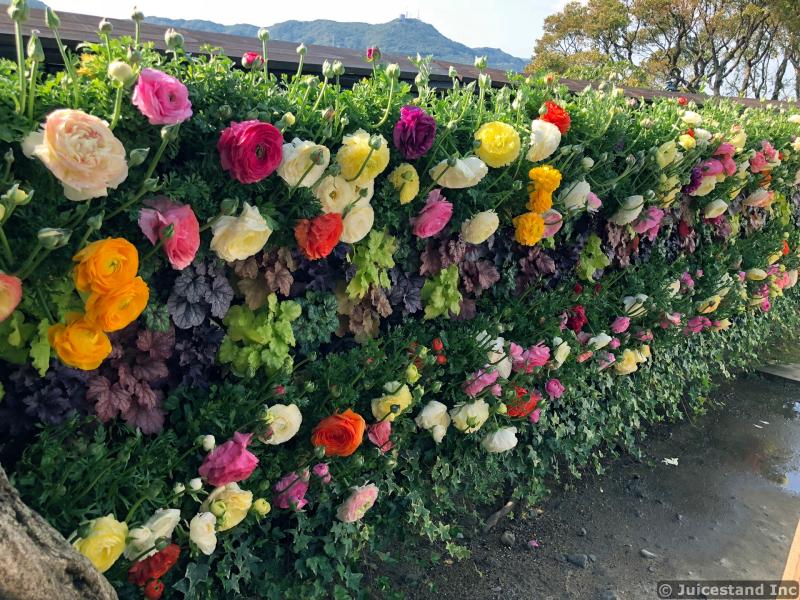 Colorful Roses Growing on a Wall