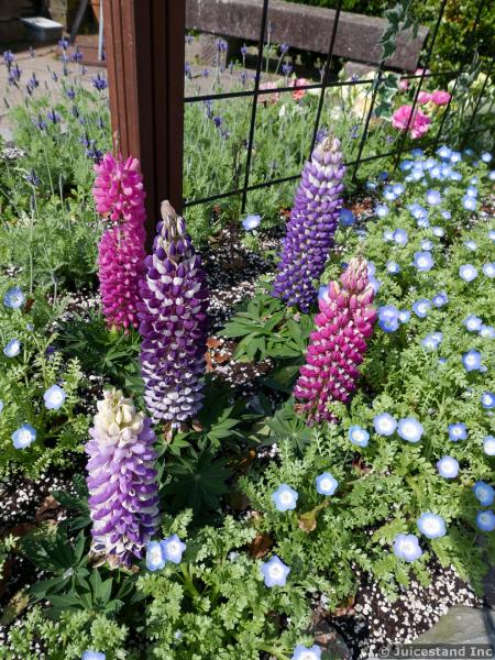 Delphinium Flowers Look Like Stalks of Corn