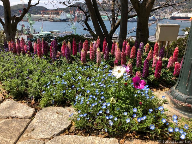 Delphium Flowers and Poppies Garden Overlooking Harbor