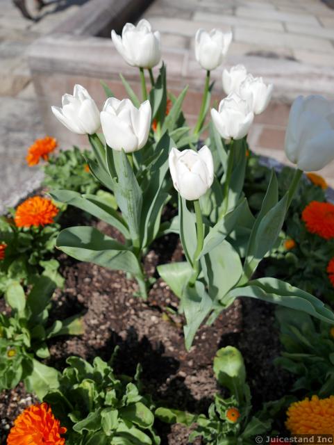 Flower Planter with White Tulips and Marigold Flowers