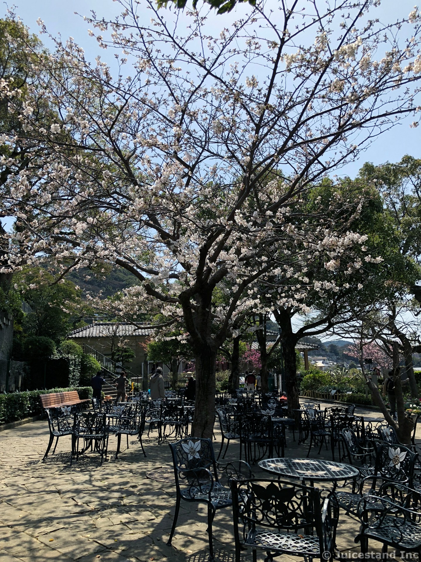 Flowering Magnolia Tree at Glover Garden