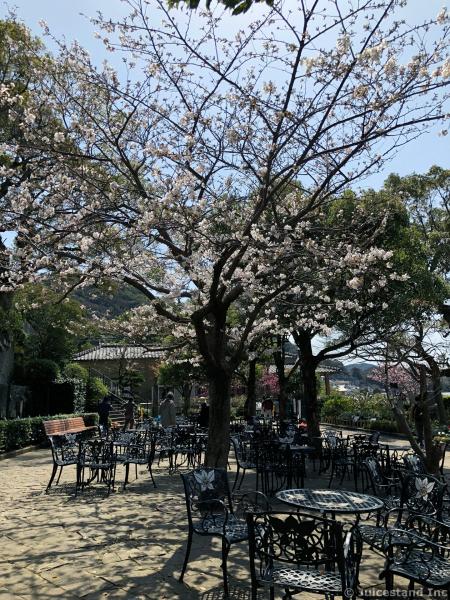 Flowering Magnolia Tree at Glover Garden