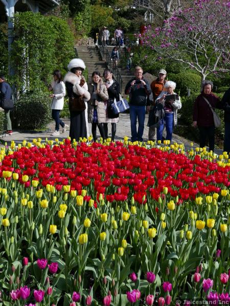 Garden of Red and Yellow Tulips at Glover Garden