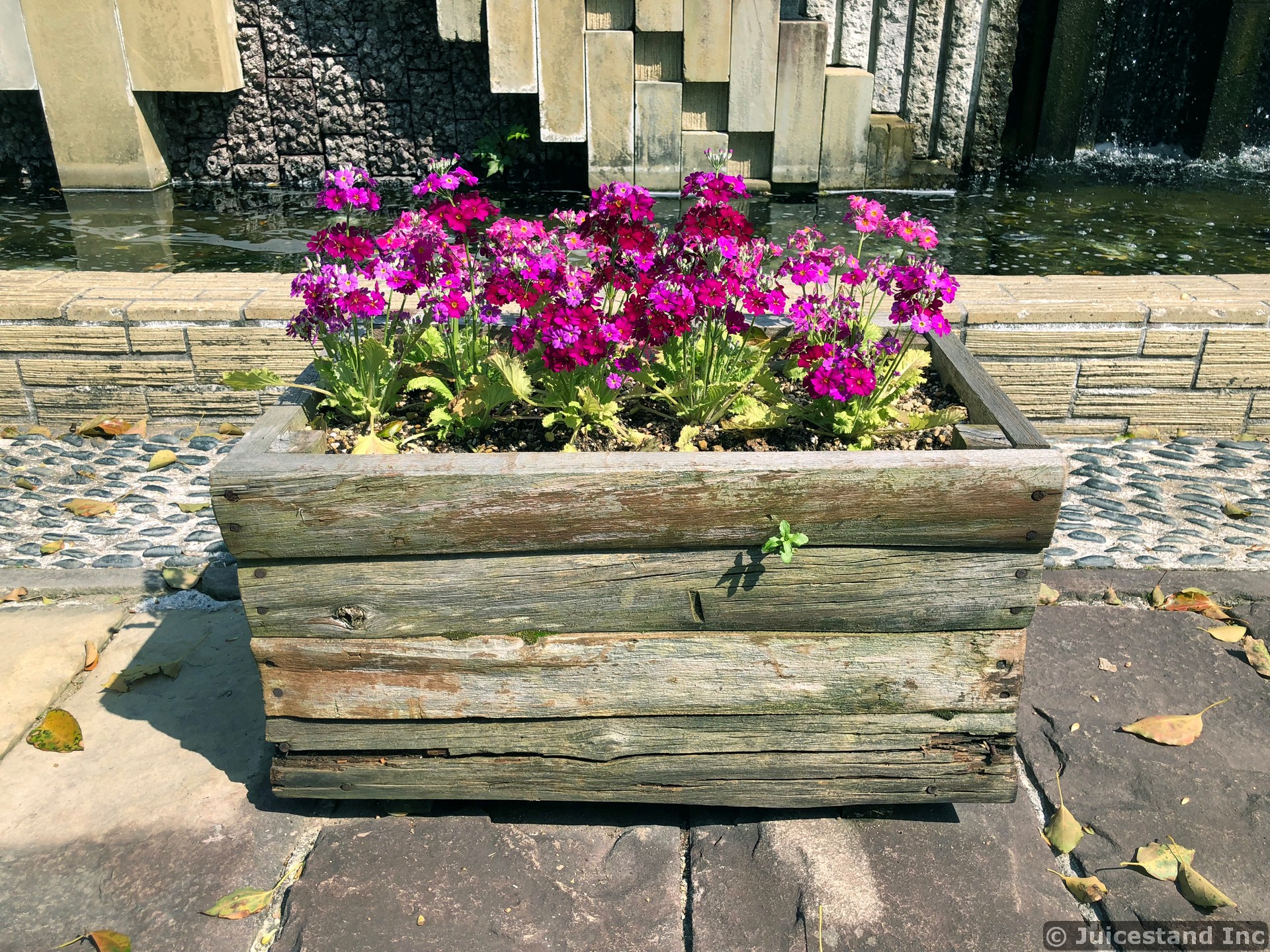 Gillyflowers in Rectangular Wooden Planter