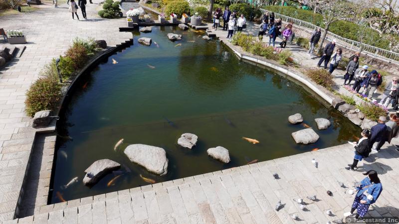 Glover Garden Koi Pond Viewed from Second Story of Ringer House