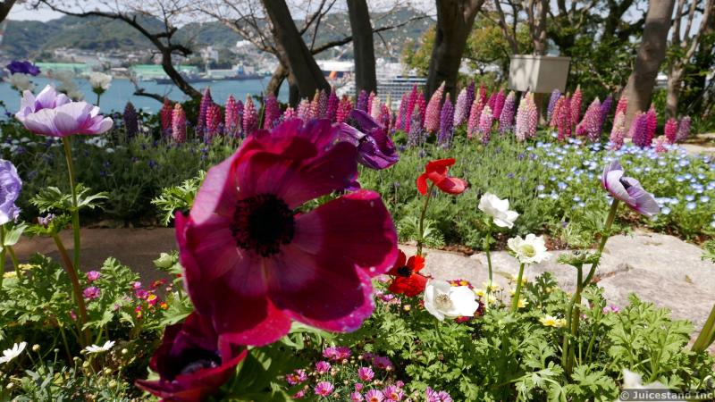 Hollyhocks Flower and Delphinium in Garden