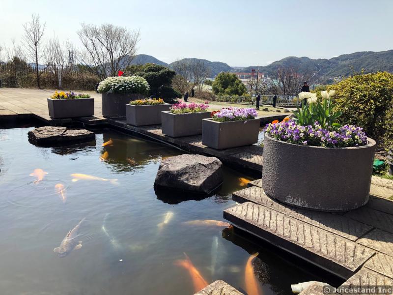 Koi Fish Pond and Flowers in Planters