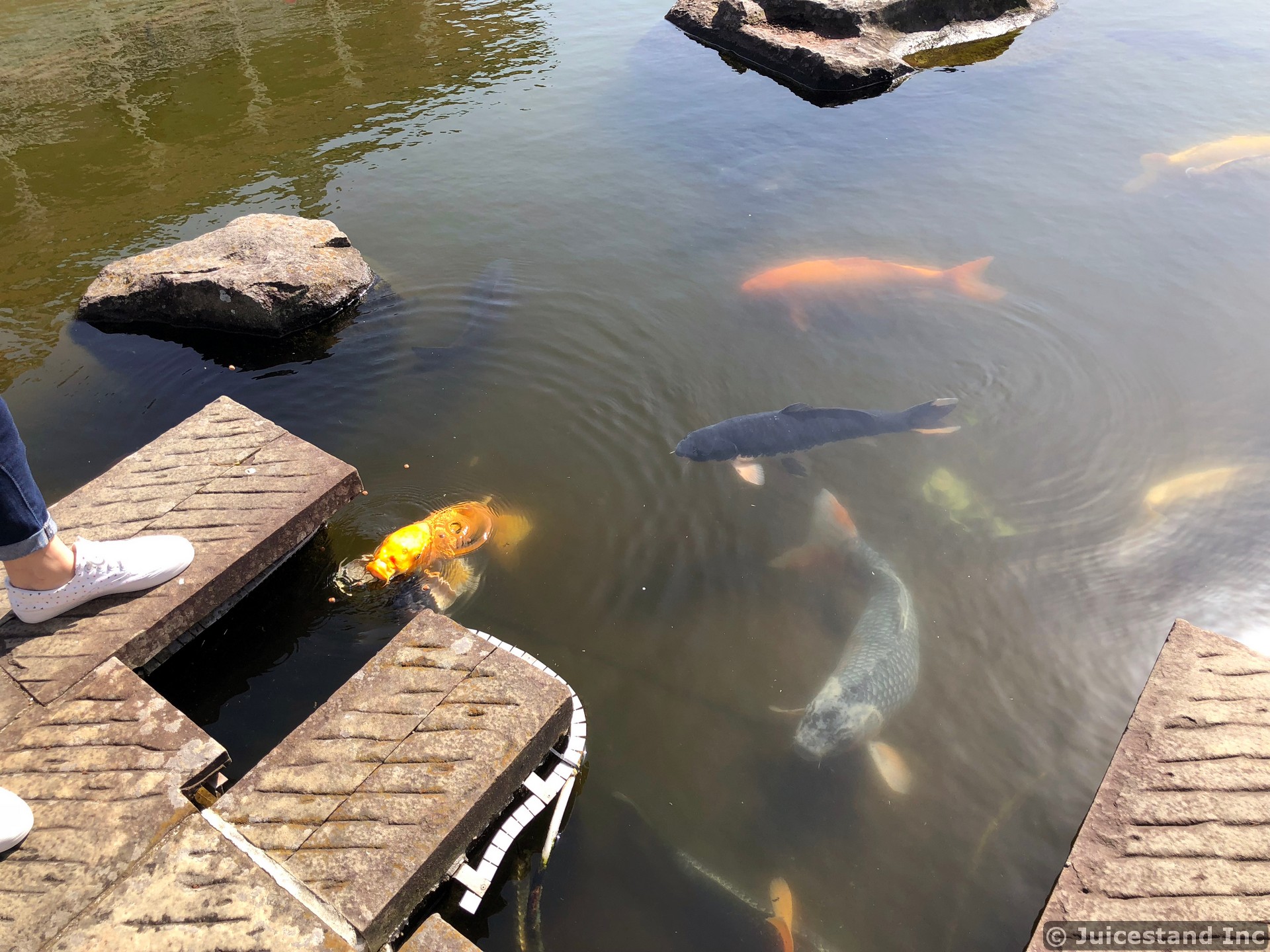 Large Koi Fish in the Pond at Glover Garden