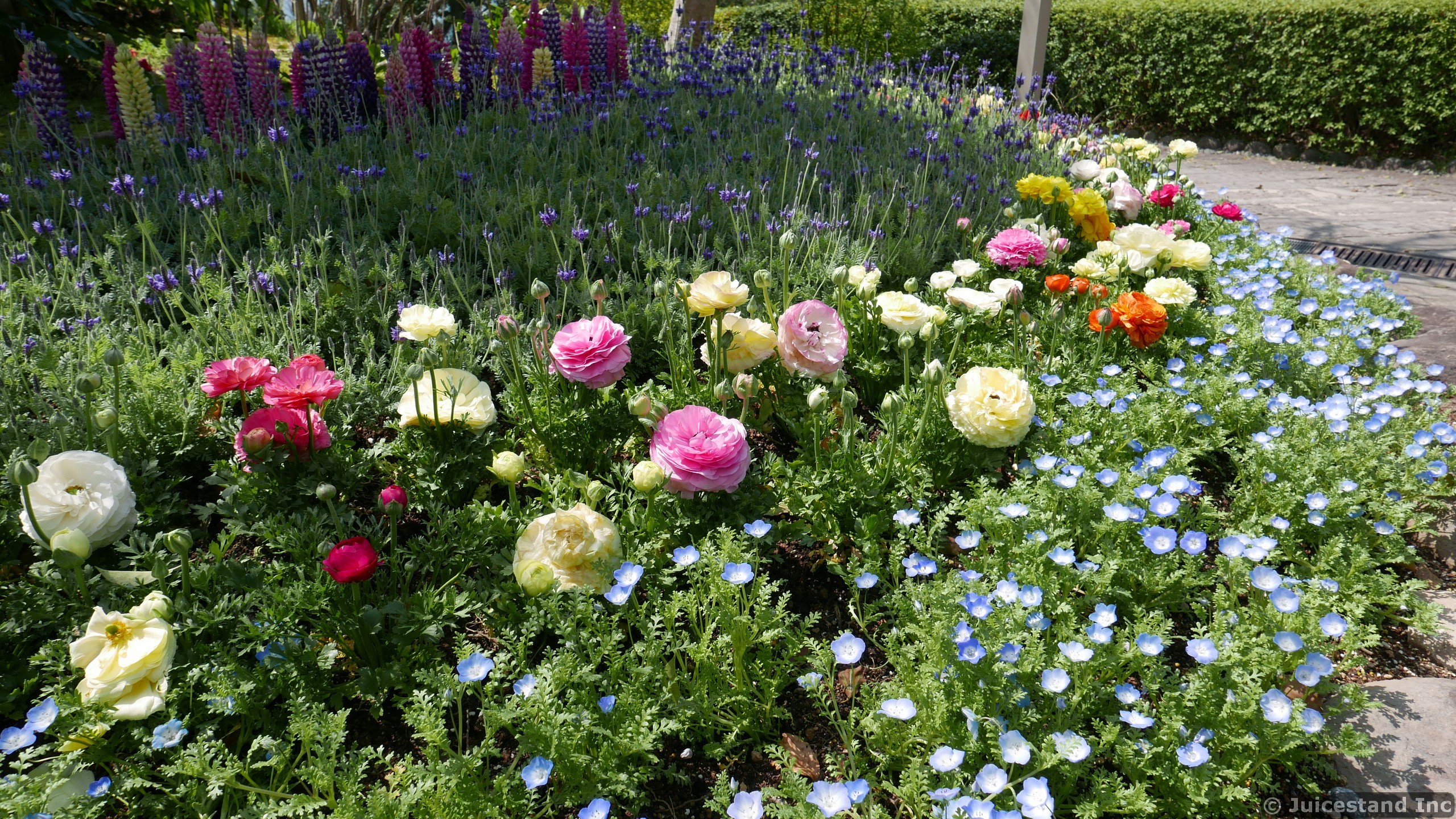 Large Roses at Glover Garden