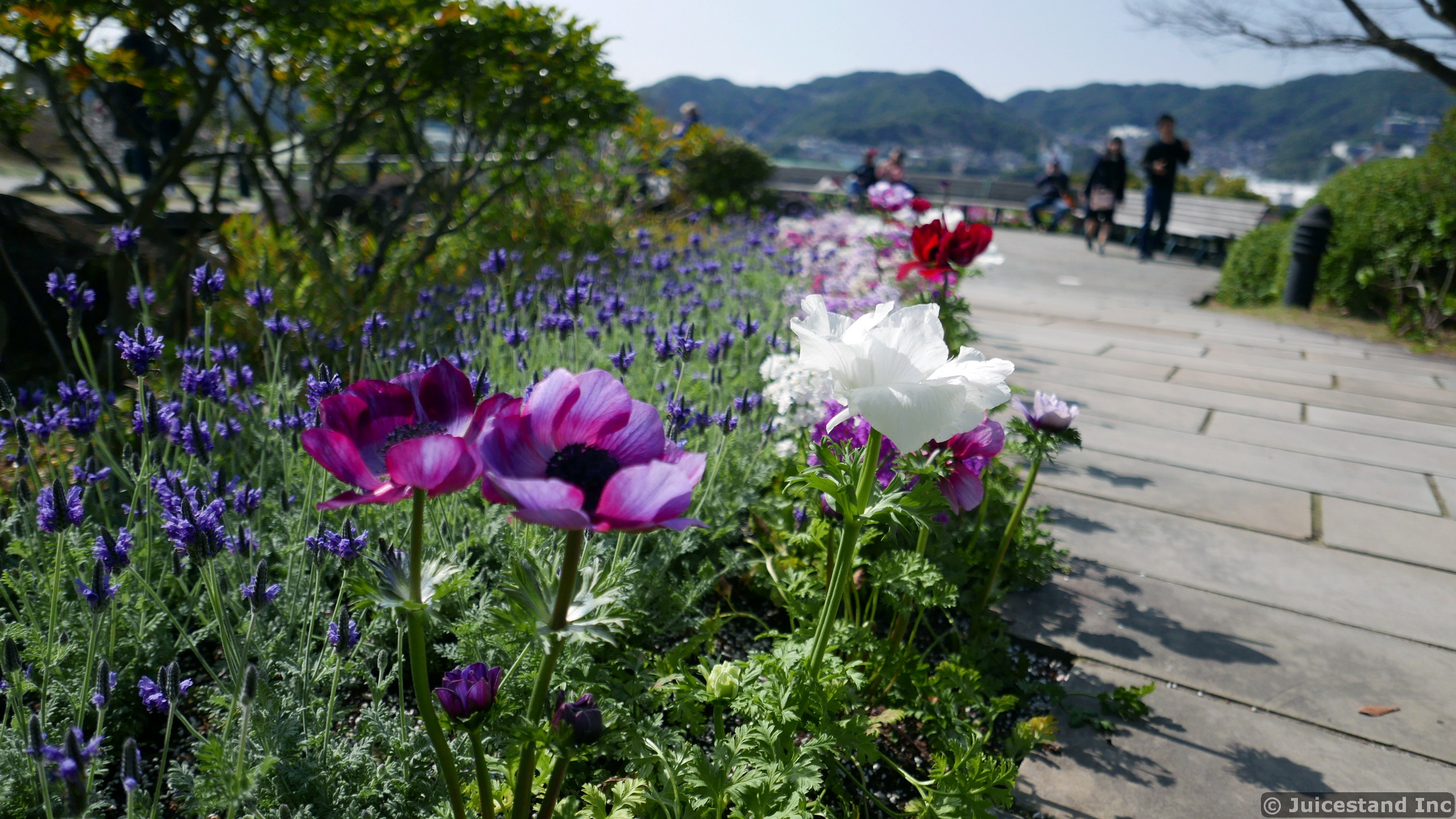 Magenta and White Poppy Flowers in Garden