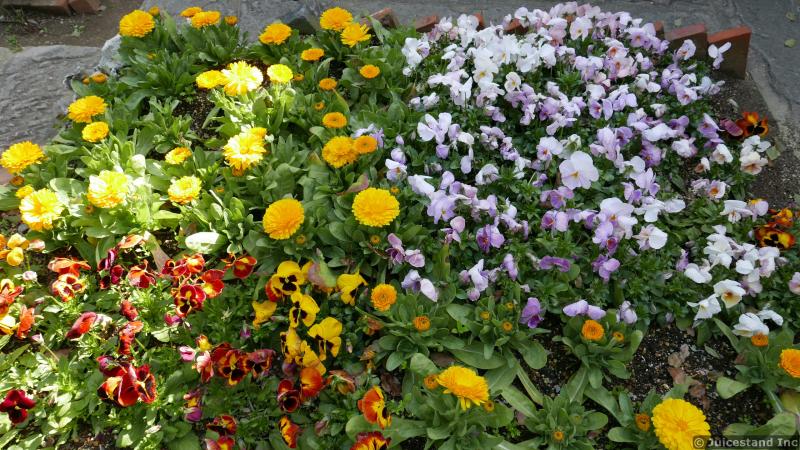 Marigold and Violet Flowers Garden