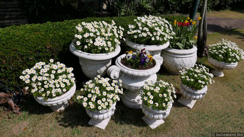 Oxeye daisy flowers and tulips in containers