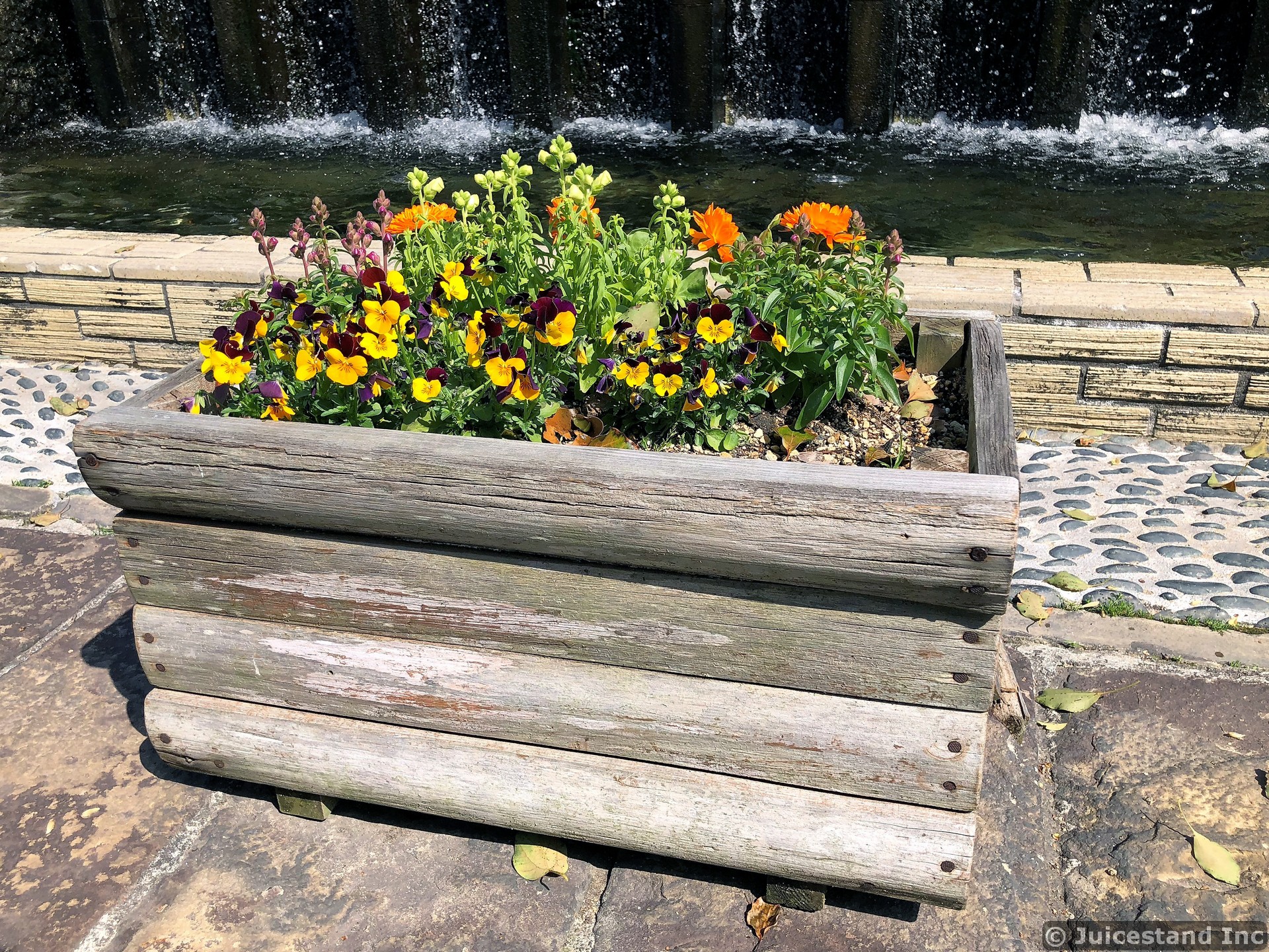 Pansy Flowers in Wooden Rectangular Planter