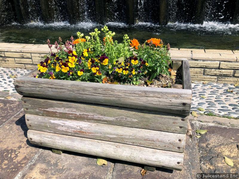 Pansy Flowers in Wooden Rectangular Planter