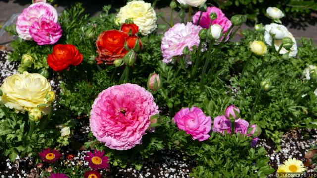 Peony Flowers and Roses Garden