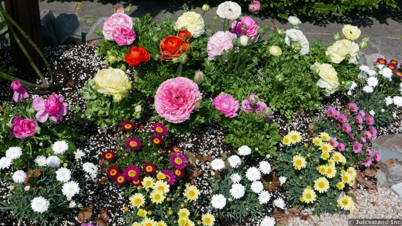Peony, Rose and Daisies Garden