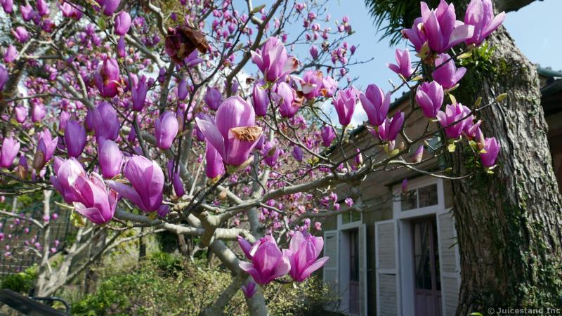 Pink Magnolia Flowers at Glover Garden