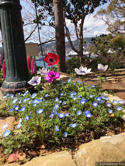 Poppies Flowers and Menzies' baby blue eyes Garden