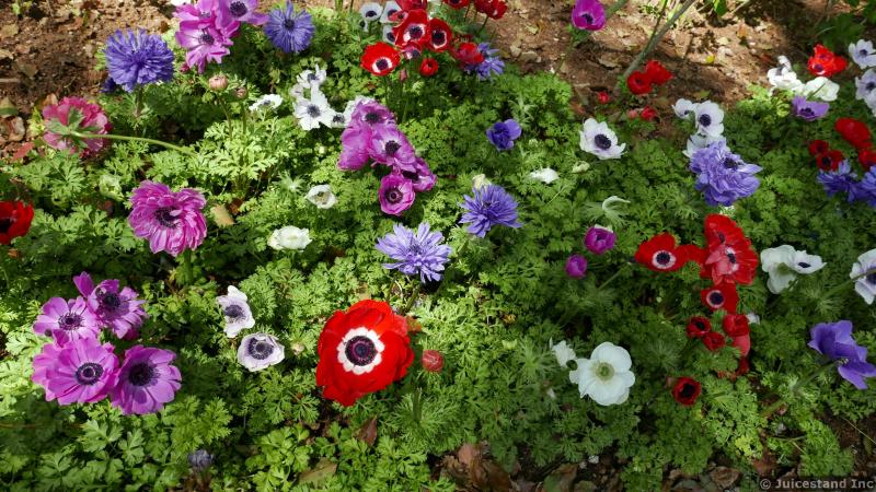 Poppy Flower Garden in Red, Pink and White at Glover Garden
