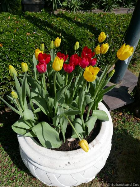 Red and Yellow Tulips in White Stone Container