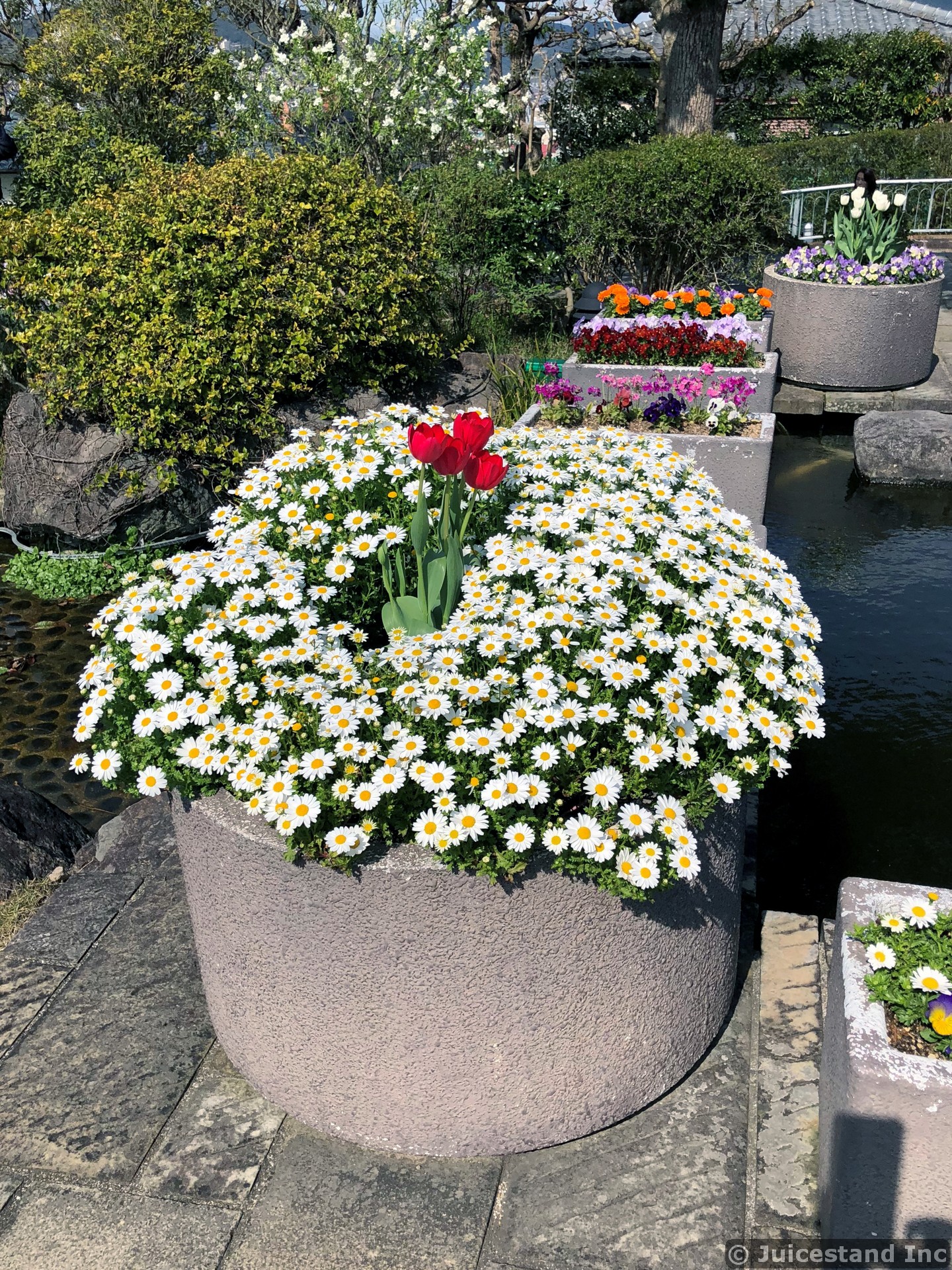 Red Tulips Surrounded by Oxeye Daisies in Planter