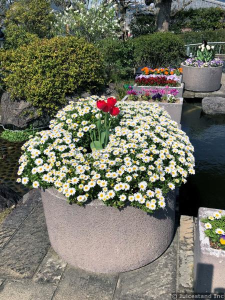 Red Tulips Surrounded by Oxeye Daisies in Planter