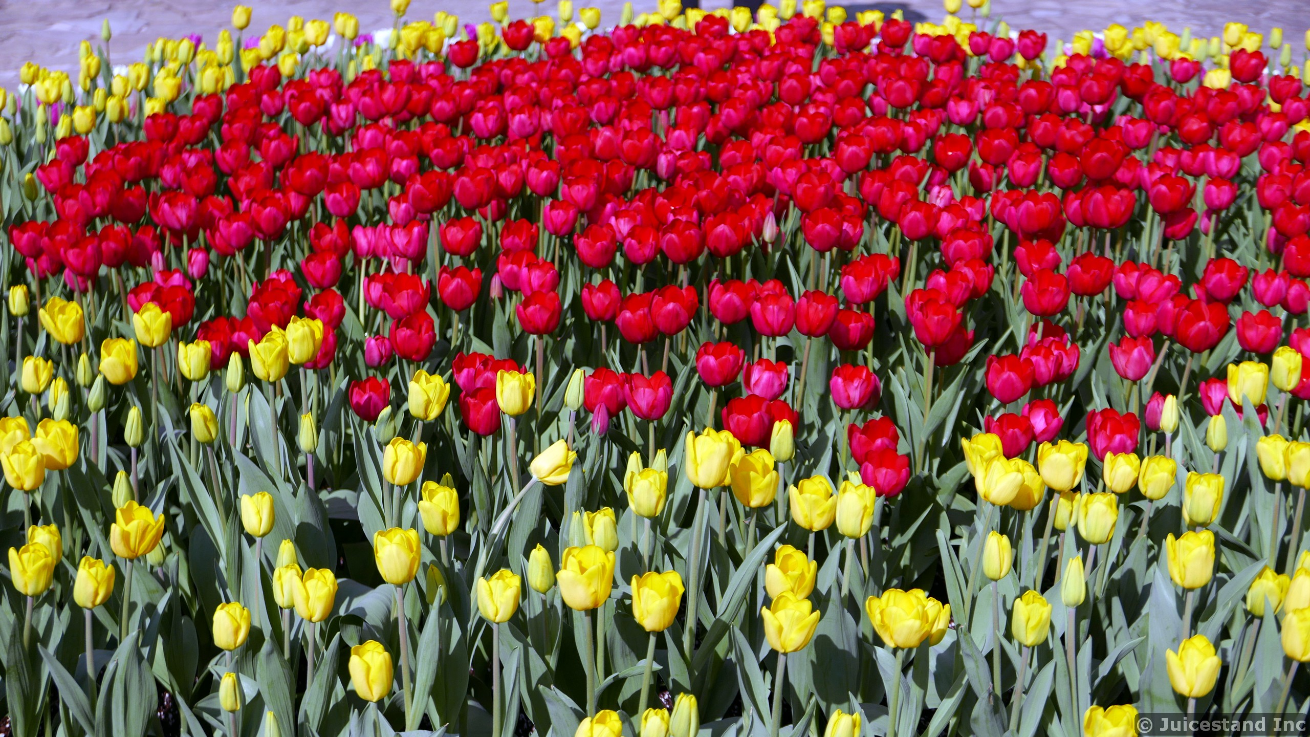Red Tulips Surrounded by Yellow Tulips
