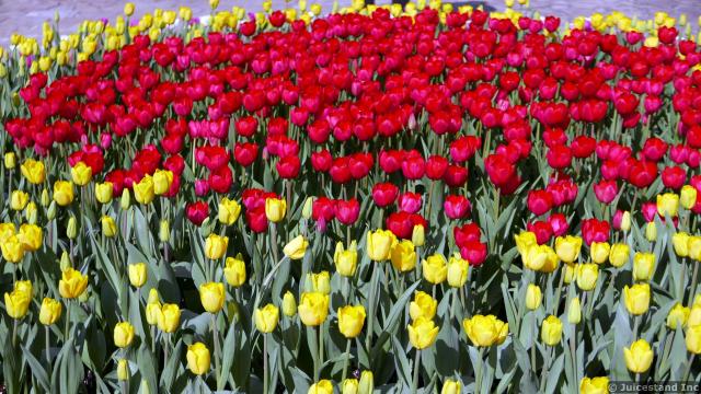 Red Tulips Surrounded by Yellow Tulips