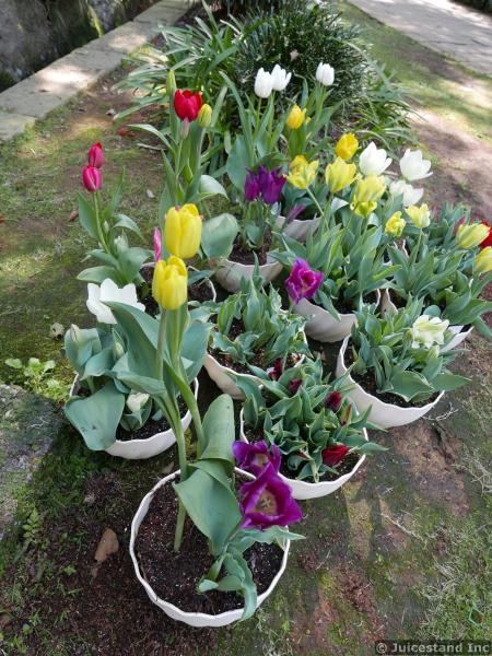 Red Yellow Magenta and White Tulips in Containers