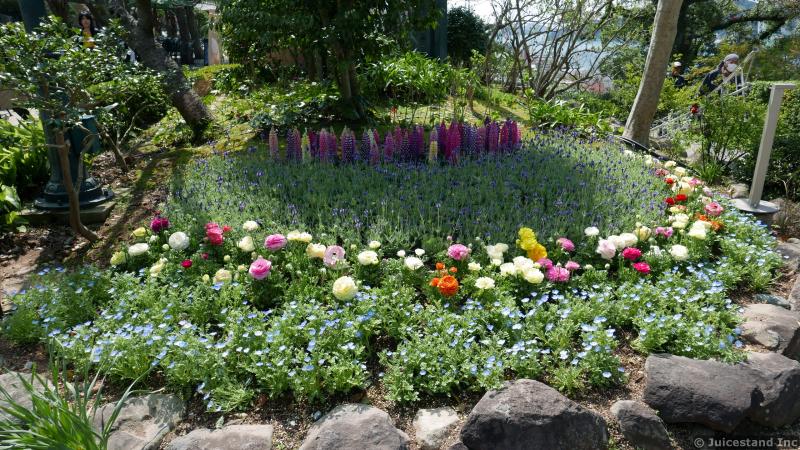 Roses and Larkspur Delphinium Flowers Garden