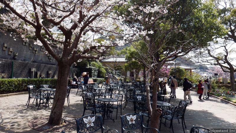 Seating Area Among Cherry Blossom Trees