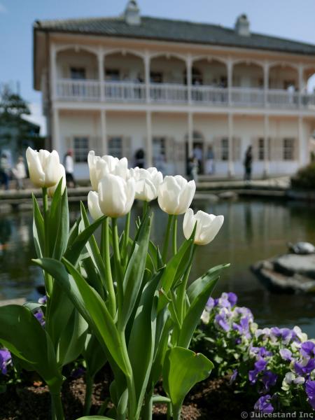 Tulips in Front of Former Ringer House at Glover Garden