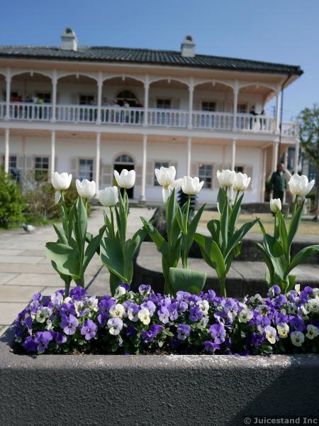 Tulips in Front of Ringer House at Glover Garden