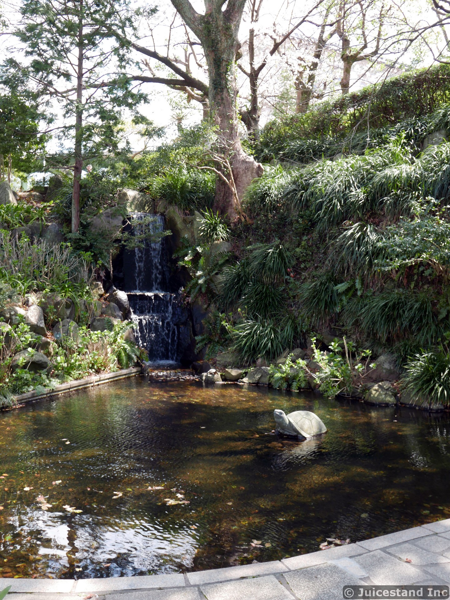 Turtle Sculpture in a Waterfall Pond at Glover Garden